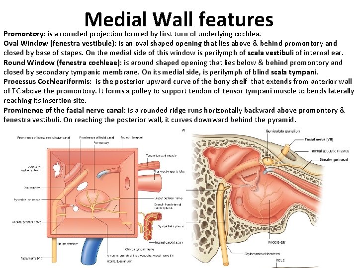 Medial Wall features Promontory: is a rounded projection formed by first turn of underlying