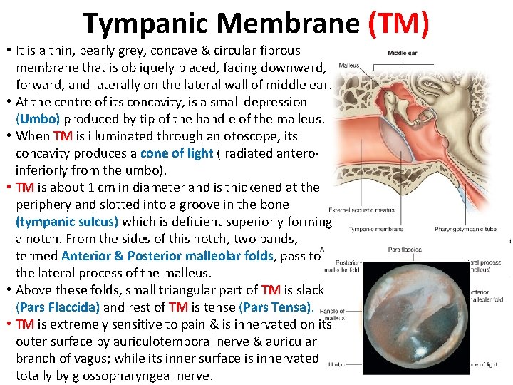 Tympanic Membrane (TM) • It is a thin, pearly grey, concave & circular fibrous