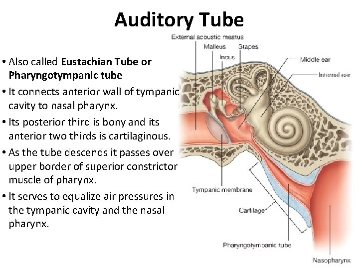 Auditory Tube • Also called Eustachian Tube or Pharyngotympanic tube • It connects anterior