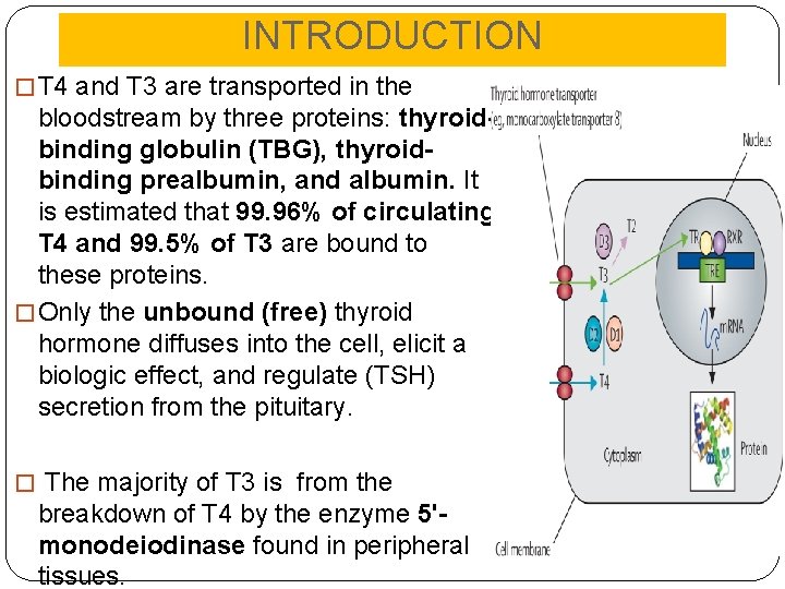 INTRODUCTION � T 4 and T 3 are transported in the bloodstream by three