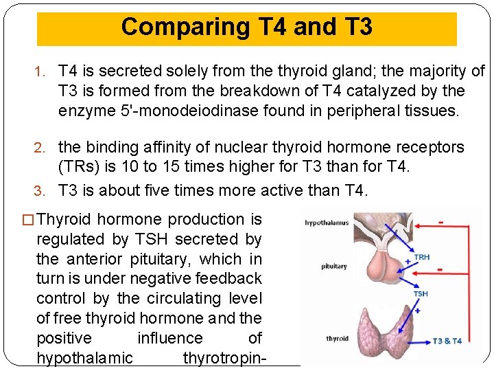 Comparing T 4 and T 3 1. T 4 is secreted solely from the
