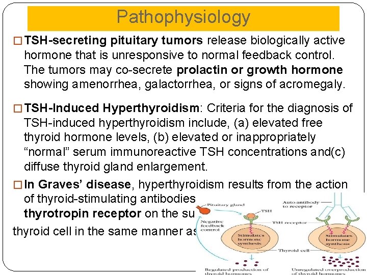 Pathophysiology � TSH-secreting pituitary tumors release biologically active hormone that is unresponsive to normal