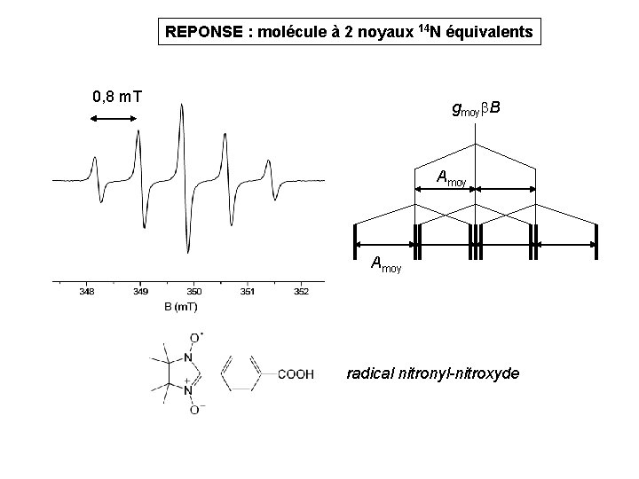 REPONSE : molécule à 2 noyaux 14 N équivalents 0, 8 m. T gmoy REPONSE : molécule à 2 noyaux 14 N équivalents 0, 8 m. T gmoy