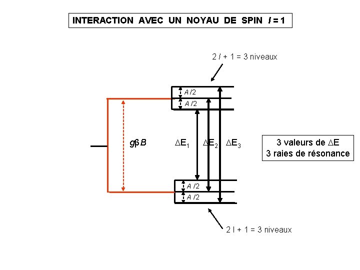 INTERACTION AVEC UN NOYAU DE SPIN I = 1 2 I + 1 = INTERACTION AVEC UN NOYAU DE SPIN I = 1 2 I + 1 =