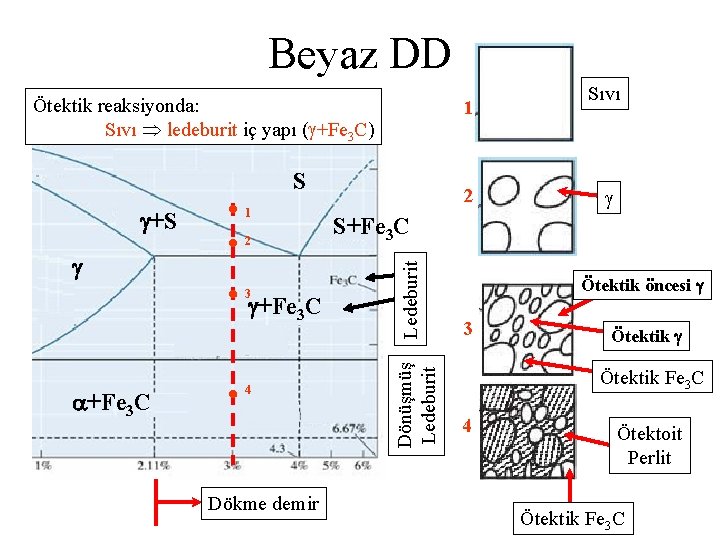 Beyaz DD Ötektik reaksiyonda: Sıvı ledeburit iç yapı ( +Fe 3 C) 1 S