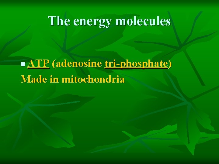 The energy molecules ATP (adenosine tri-phosphate) Made in mitochondria n 