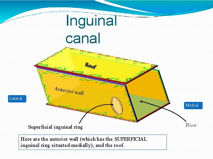 Inguinal canal Lateral Medial Superficial inguinal ring Here are the anterior wall (which has