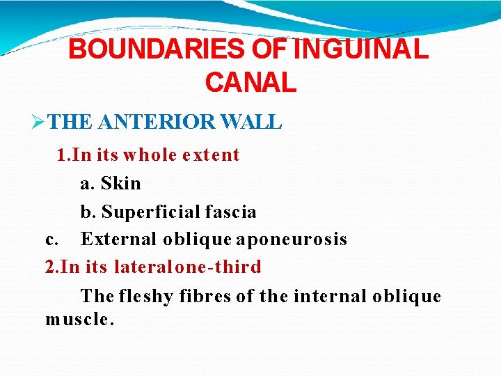 BOUNDARIES OF INGUINAL CANAL THE ANTERIOR WALL 1. In its whole extent a. Skin