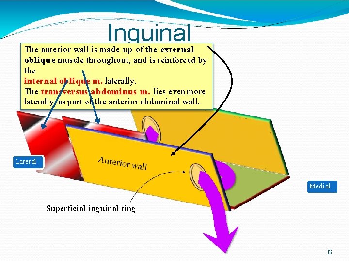 Inguinal canal The anterior wall is made up of the external oblique muscle throughout,