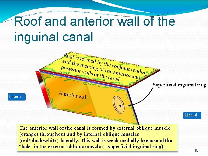 Roof and anterior wall of the inguinal canal Superficial inguinal ring Lateral Medial The