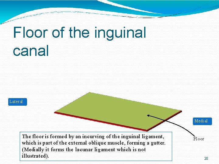 Floor of the inguinal canal Lateral Medial The floor is formed by an incurving