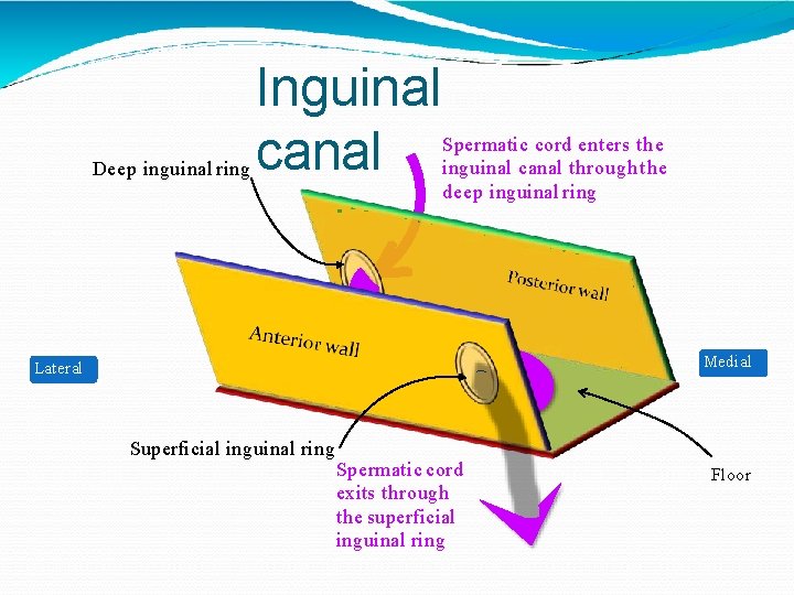 Deep inguinal ring Inguinal canal Spermatic cord enters the inguinal canal through the deep