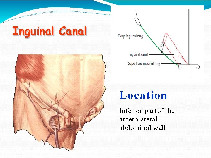 Inguinal Canal Location Inferior part of the anterolateral abdominal wall 