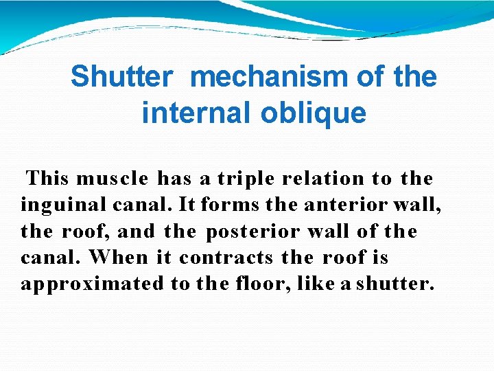 Shutter mechanism of the internal oblique This muscle has a triple relation to the