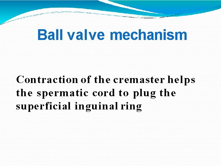 Ball valve mechanism Contraction of the cremaster helps the spermatic cord to plug the