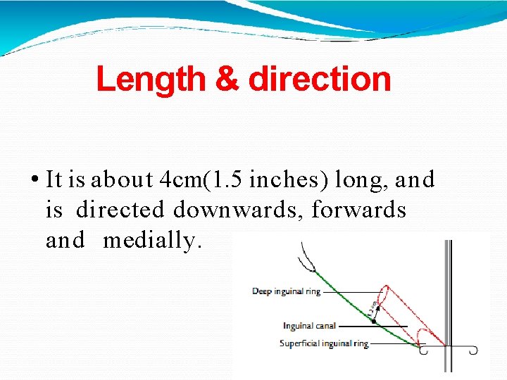 Length & direction • It is about 4 cm(1. 5 inches) long, and is