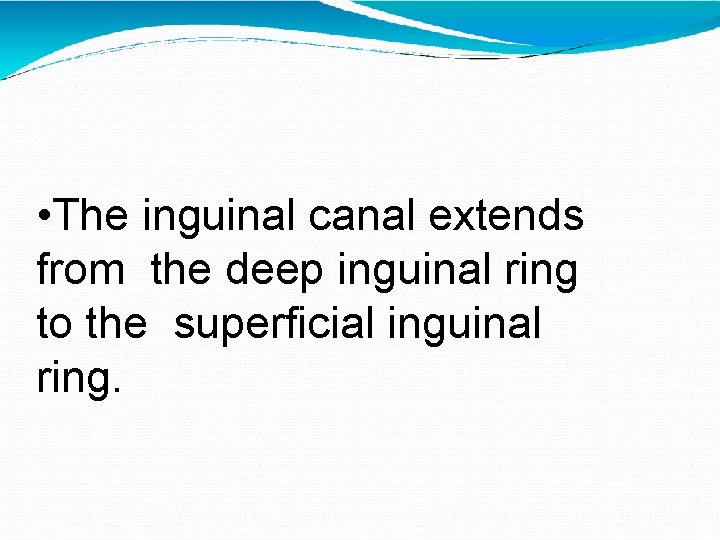  • The inguinal canal extends from the deep inguinal ring to the superficial