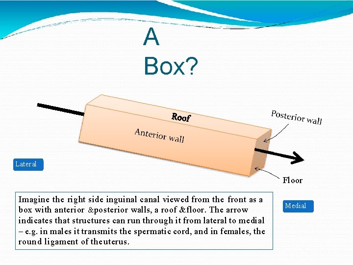 A Box? Lateral Floor Imagine the right side inguinal canal viewed from the front