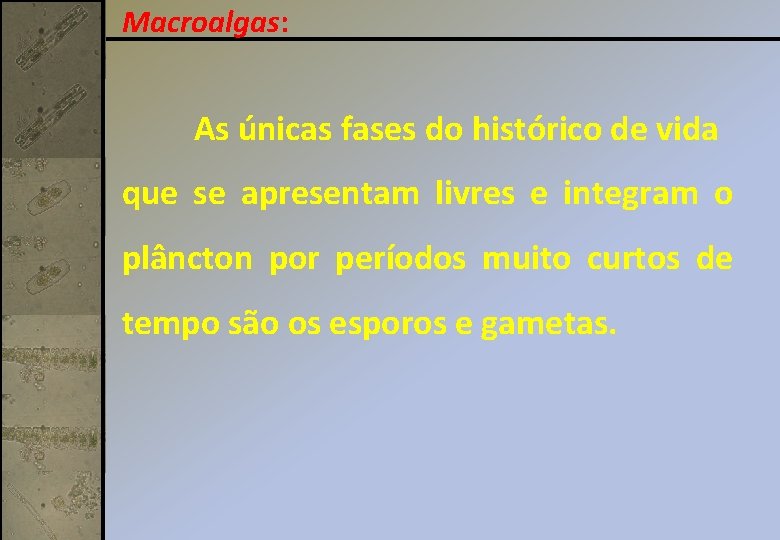 Macroalgas: As únicas fases do histórico de vida que se apresentam livres e integram