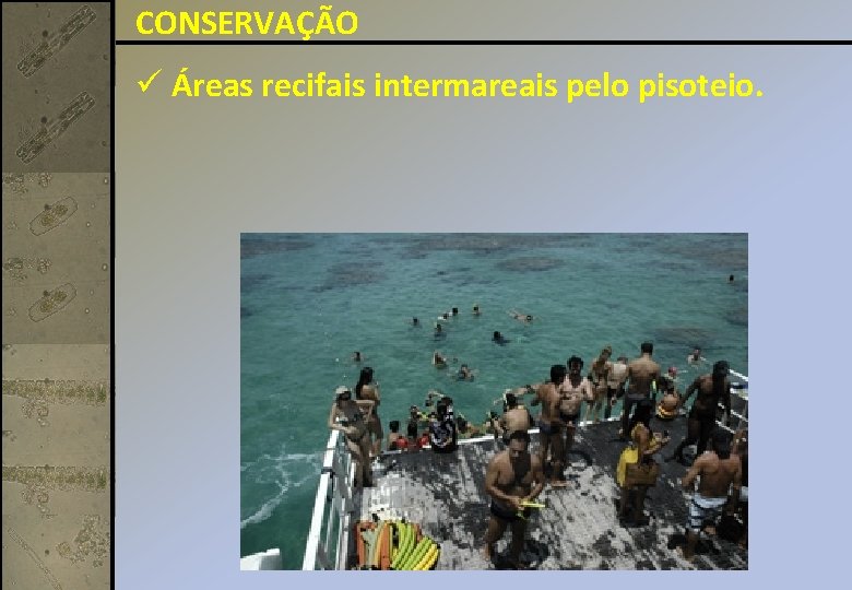 CONSERVAÇÃO ü Áreas recifais intermareais pelo pisoteio. 