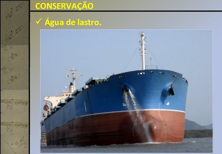 CONSERVAÇÃO ü Água de lastro. CONSERVAÇÃO ü Água de lastro.