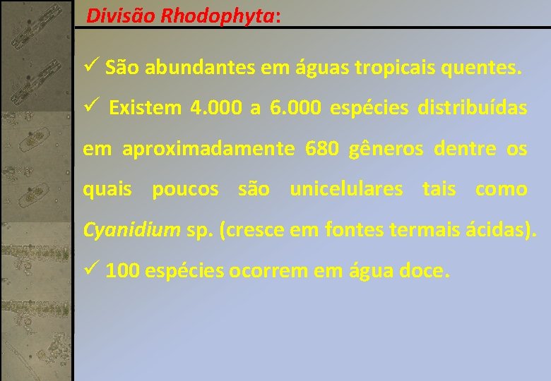 Divisão Rhodophyta: ü São abundantes em águas tropicais quentes. ü Existem 4. 000 a