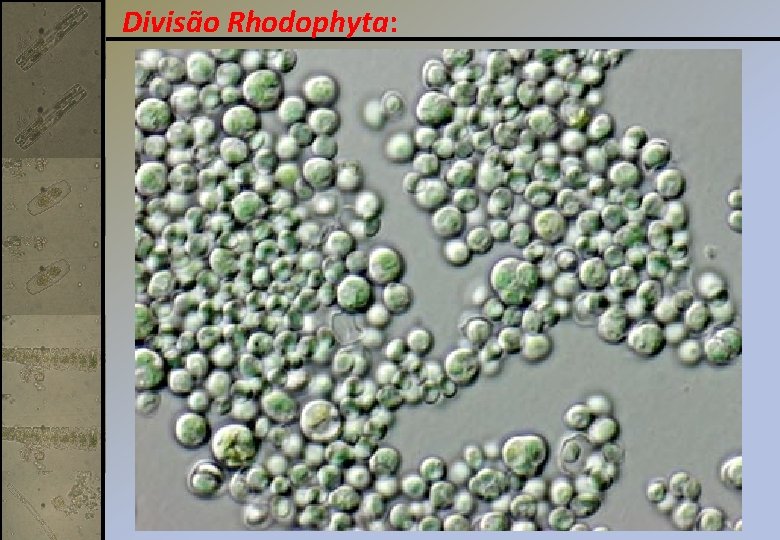 Divisão Rhodophyta: 