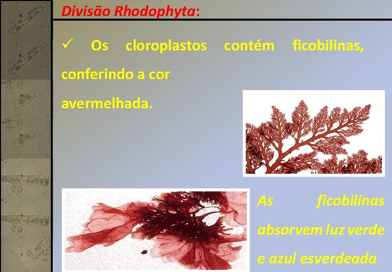 Divisão Rhodophyta: ü Os cloroplastos contém ficobilinas, conferindo a cor avermelhada. As ficobilinas absorvem