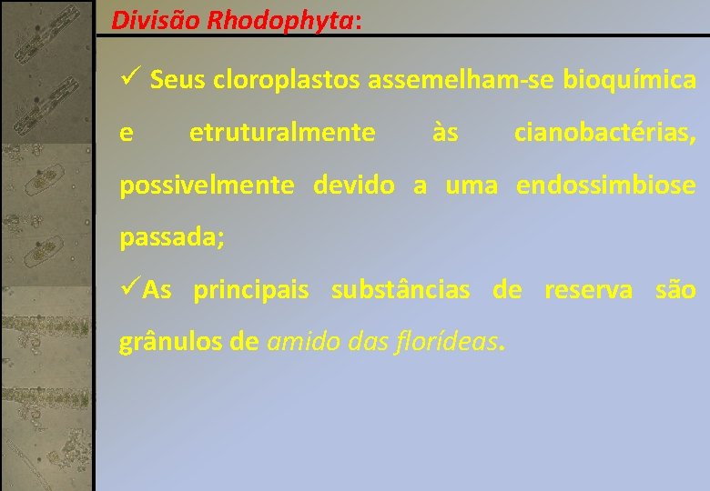 Divisão Rhodophyta: ü Seus cloroplastos assemelham-se bioquímica e etruturalmente às cianobactérias, possivelmente devido a