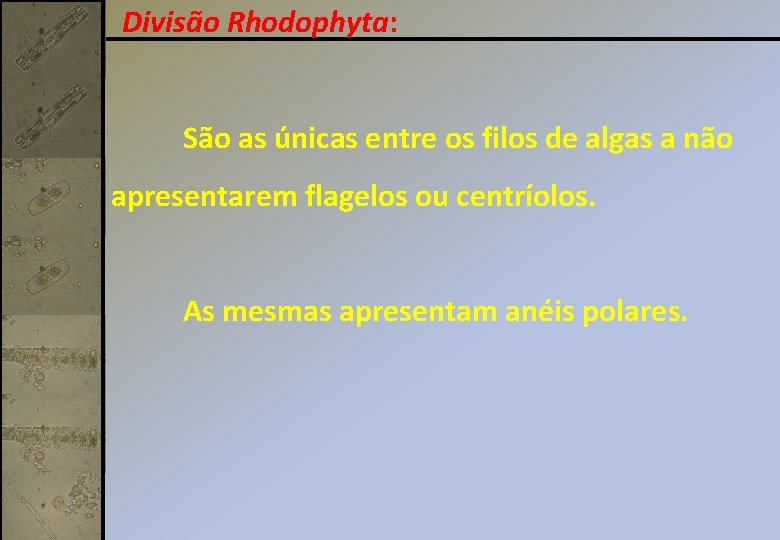 Divisão Rhodophyta: São as únicas entre os filos de algas a não apresentarem flagelos