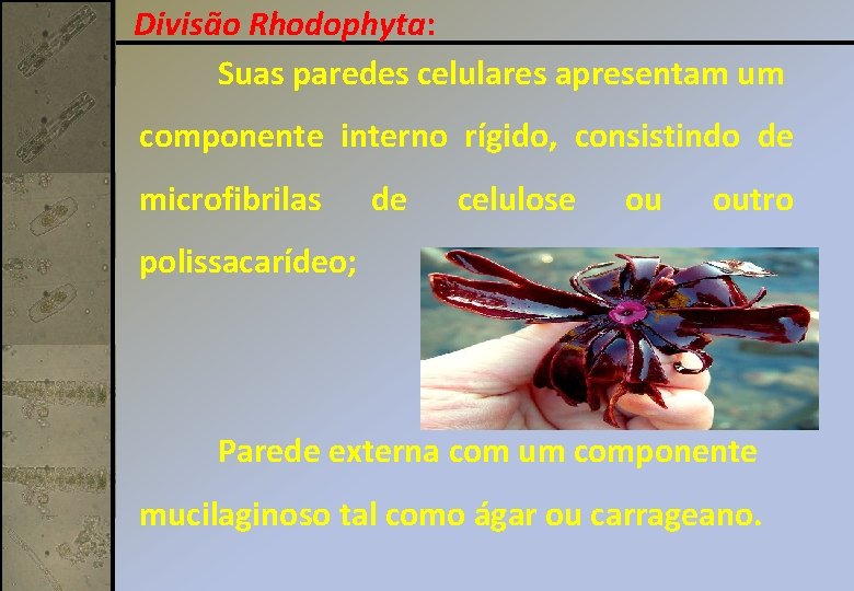 Divisão Rhodophyta: Suas paredes celulares apresentam um componente interno rígido, consistindo de microfibrilas de Divisão Rhodophyta: Suas paredes celulares apresentam um componente interno rígido, consistindo de microfibrilas de