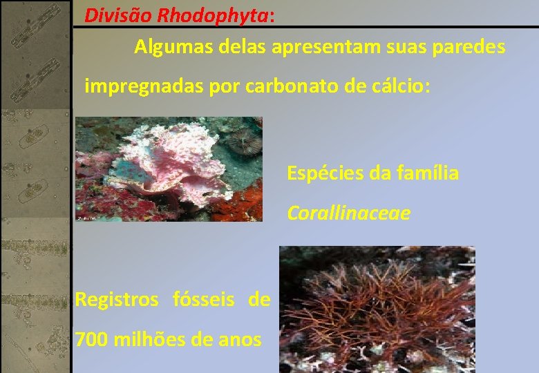 Divisão Rhodophyta: Algumas delas apresentam suas paredes impregnadas por carbonato de cálcio: Espécies da