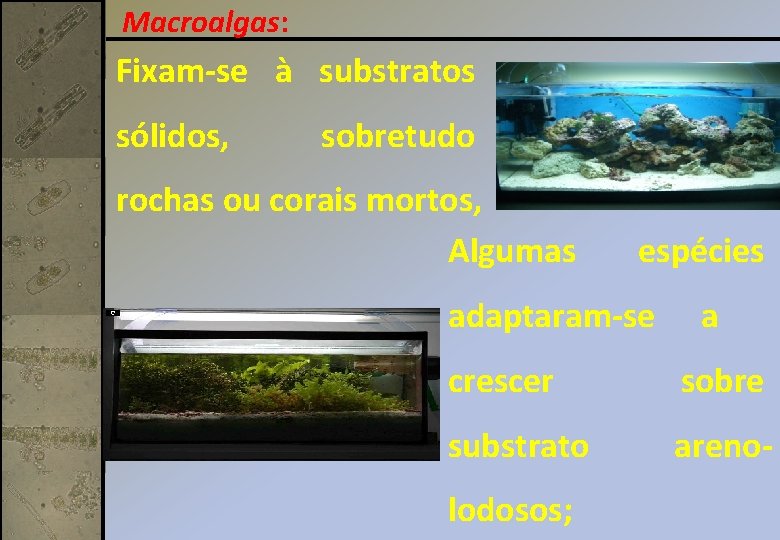 Macroalgas: Fixam-se à substratos sólidos, sobretudo rochas ou corais mortos, Algumas espécies adaptaram-se a