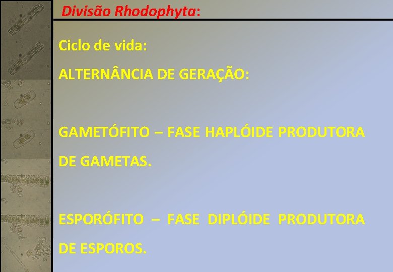 Divisão Rhodophyta: Ciclo de vida: ALTERN NCIA DE GERAÇÃO: GAMETÓFITO – FASE HAPLÓIDE PRODUTORA