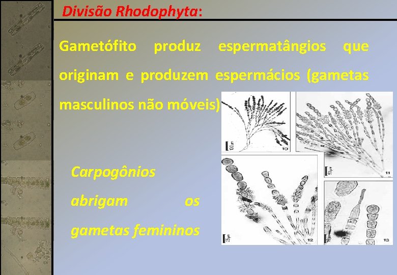 Divisão Rhodophyta: Gametófito produz espermatângios que originam e produzem espermácios (gametas masculinos não móveis).