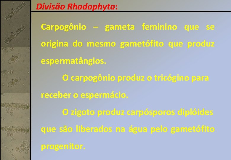 Divisão Rhodophyta: Carpogônio – gameta feminino que se origina do mesmo gametófito que produz