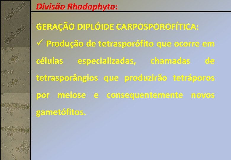 Divisão Rhodophyta: GERAÇÃO DIPLÓIDE CARPOSPOROFÍTICA: ü Produção de tetrasporófito que ocorre em células especializadas,