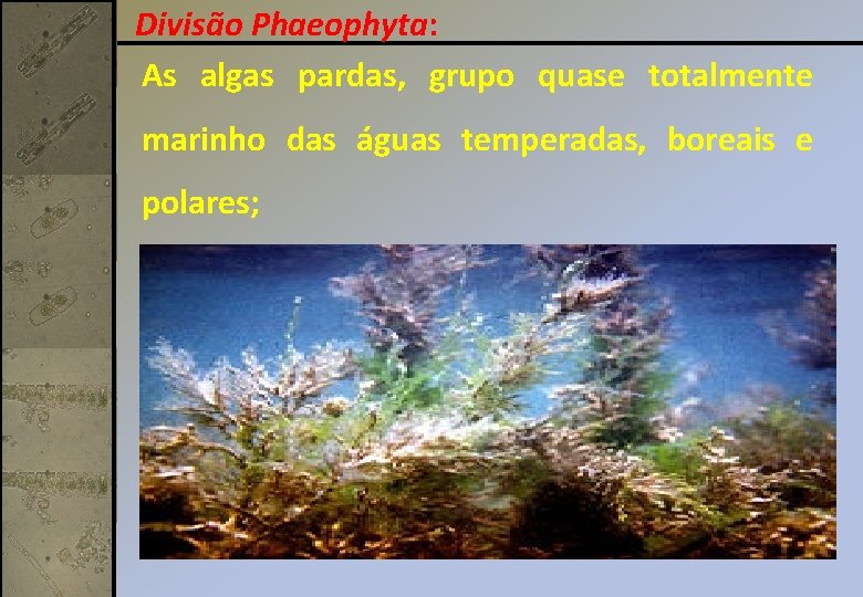 Divisão Phaeophyta: As algas pardas, grupo quase totalmente marinho das águas temperadas, boreais e