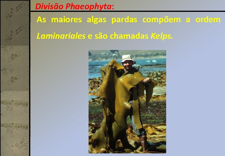 Divisão Phaeophyta: As maiores algas pardas compõem a ordem Laminariales e são chamadas Kelps.