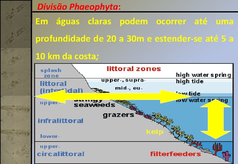 Divisão Phaeophyta: Em águas claras podem ocorrer até uma profundidade de 20 a 30