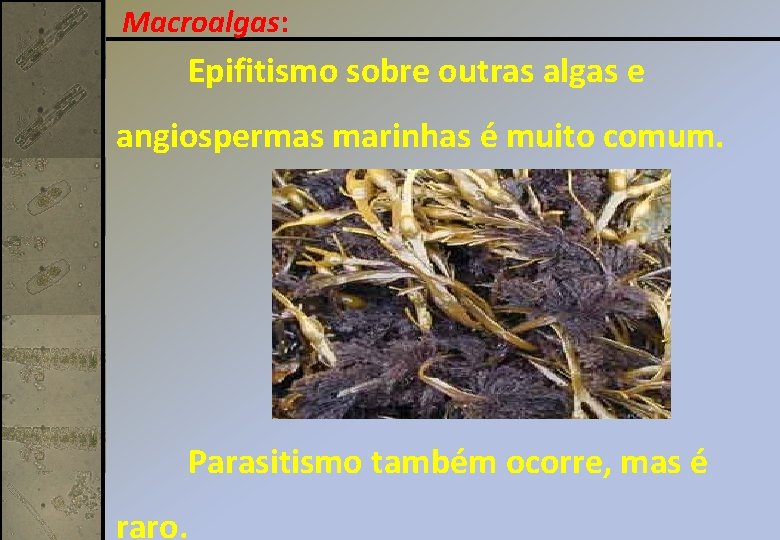 Macroalgas: Epifitismo sobre outras algas e angiospermas marinhas é muito comum. Parasitismo também ocorre,