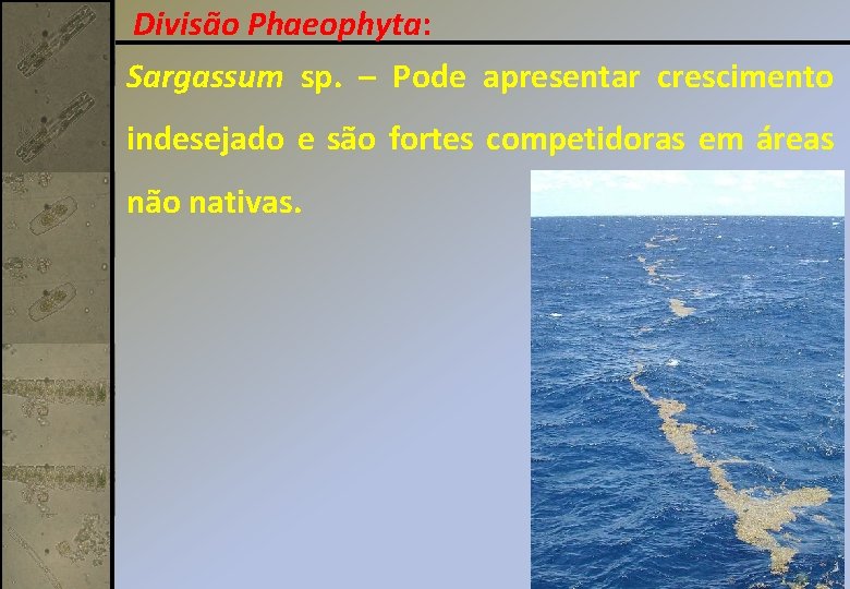 Divisão Phaeophyta: Sargassum sp. – Pode apresentar crescimento indesejado e são fortes competidoras em Divisão Phaeophyta: Sargassum sp. – Pode apresentar crescimento indesejado e são fortes competidoras em