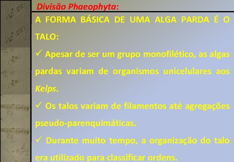 Divisão Phaeophyta: A FORMA BÁSICA DE UMA ALGA PARDA É O TALO: ü Apesar