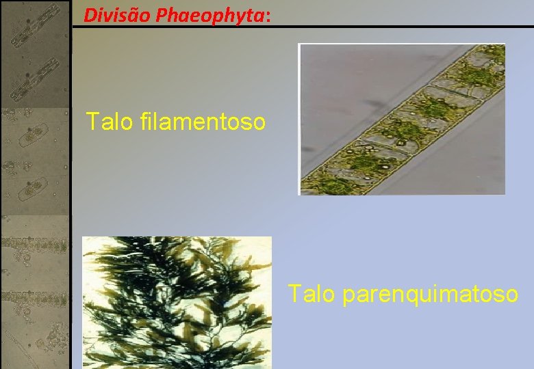 Divisão Phaeophyta: Talo filamentoso Talo parenquimatoso 