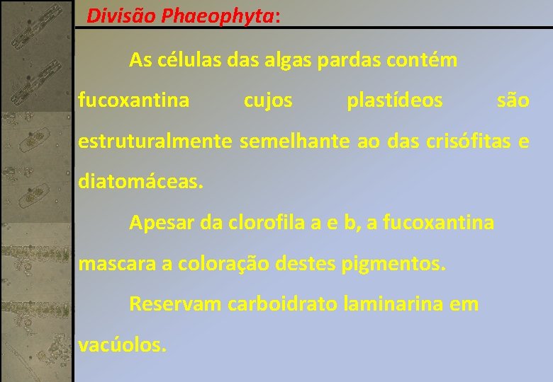 Divisão Phaeophyta: As células das algas pardas contém fucoxantina cujos plastídeos são estruturalmente semelhante