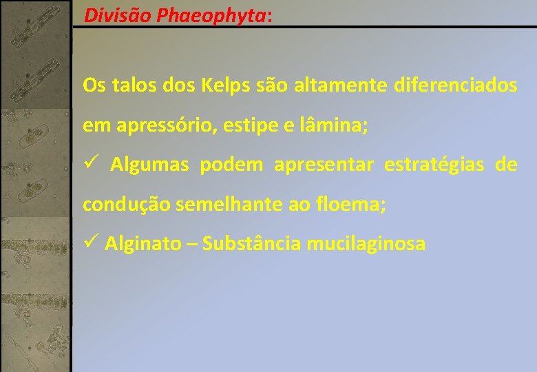 Divisão Phaeophyta: Os talos dos Kelps são altamente diferenciados em apressório, estipe e lâmina; Divisão Phaeophyta: Os talos dos Kelps são altamente diferenciados em apressório, estipe e lâmina;
