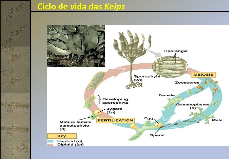 Ciclo de vida das Kelps 