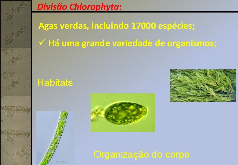 Divisão Chlorophyta: Agas verdas, incluindo 17000 espécies; ü Há uma grande variedade de organismos;