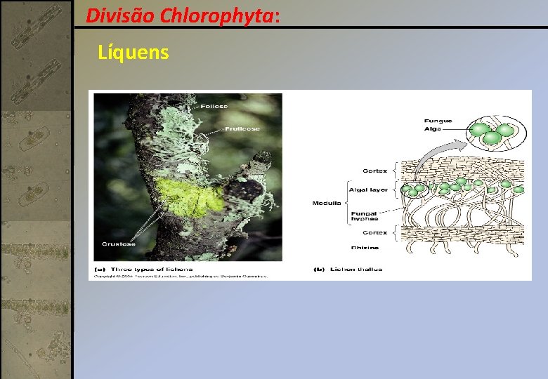 Divisão Chlorophyta: Líquens 