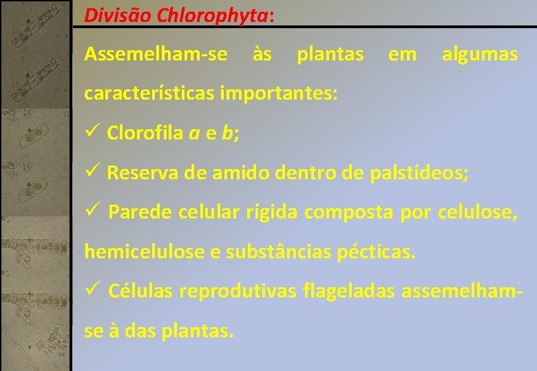 Divisão Chlorophyta: Assemelham-se às plantas em algumas características importantes: ü Clorofila a e b;